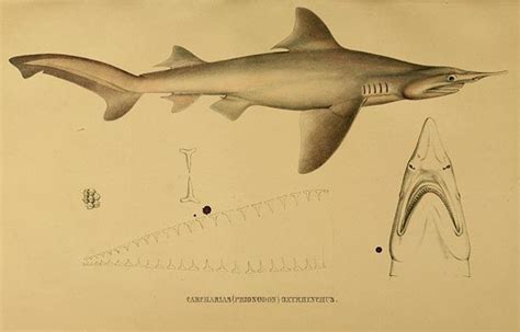 Daggernose Shark (Isogomphodon oxyrhynchus). #SciArt from Systematische ...