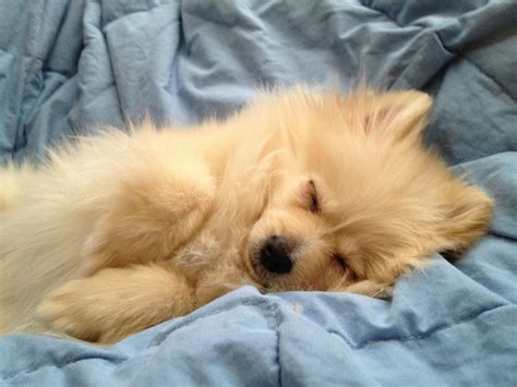 4 Month Old Pomeranian Puppy Sleeping. : aww