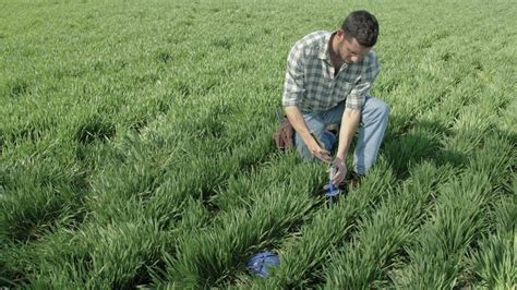 Soil Sensors: A New Direction in Precision Agriculture to Improve Crop Production - PrecisionAg