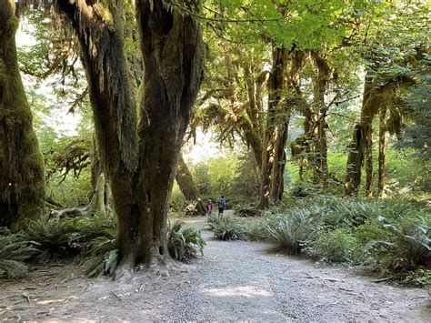 Hall of Mosses in the Hoh Rainforest | Olympic National Park - Utah's Adventure Family