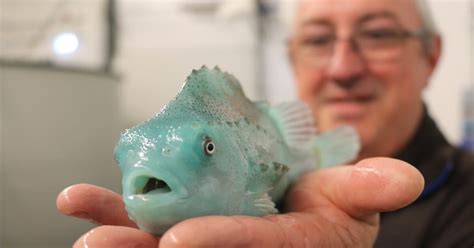 An expert’s take on lumpfish research | The Fish Site