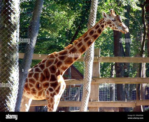 giraffe in a enclosure - animals Stock Photo - Alamy