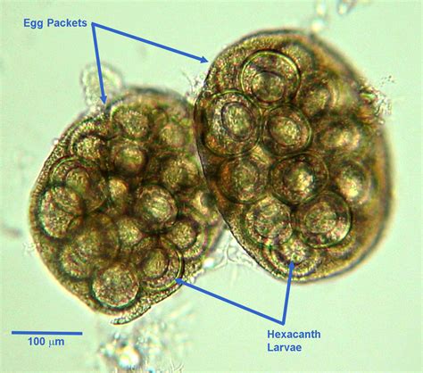 Flea Tapeworm Egg