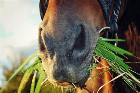 7 Things You Should Know About Horse Teeth – iHeartHorses.com