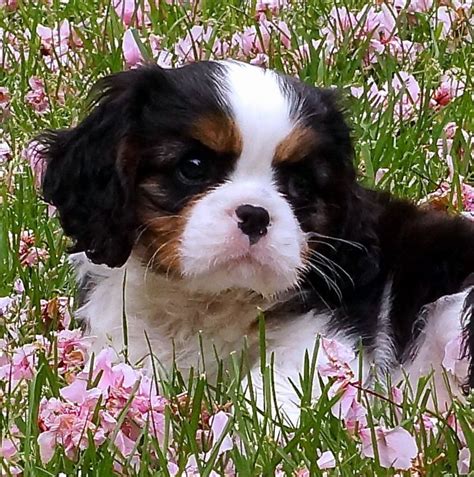 Pin by Marylou Dudley on doggies | King charles cavalier spaniel puppy, Spaniel puppies ...