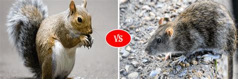 Squirrel vs Rat fight comparison- who will win?