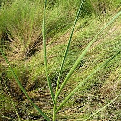 Smooth cordgrass – Invasive Species South Africa