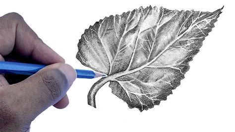 How To Draw A Leaf | Step by Step For Beginners - YouTube