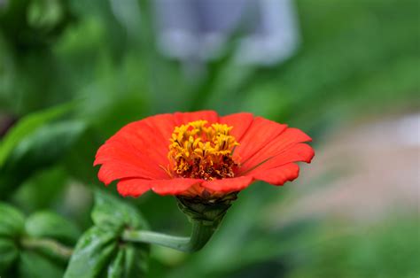 Free picture: orange, petals, flower, nectar