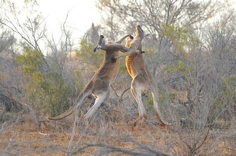 Red Kangaroo Stock Photos, Pictures & Royalty-Free Images - iStock