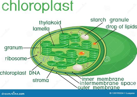 Structure Of Chloroplast Cartoon Vector | CartoonDealer.com #120195513