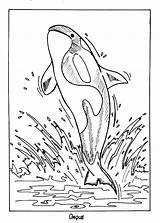 Killer whale coloring pages To Download And Print For Free sketch template