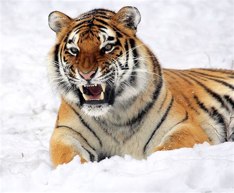 HD wallpaper: Photo of Tiger Showing His Fangs While Lying on White ...