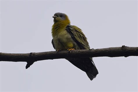 Birds in Bihar