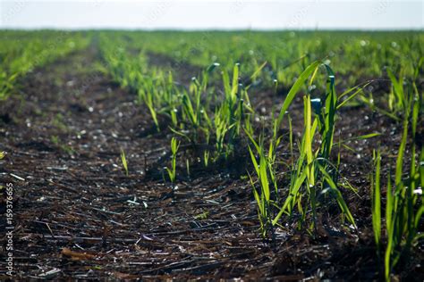 Sugar cane plantation Stock Photo | Adobe Stock