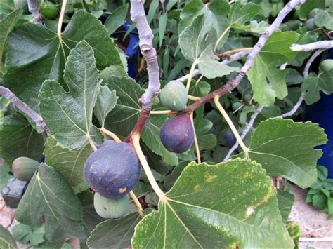 Mission Figs – Fall 2016 – Sunnyvale-Garden