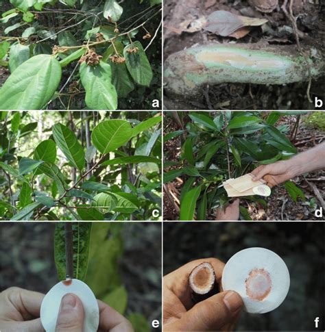 Nickel hyperaccumulator plants at Weda Bay, Halmahera, Indonesia. Panel... | Download Scientific ...