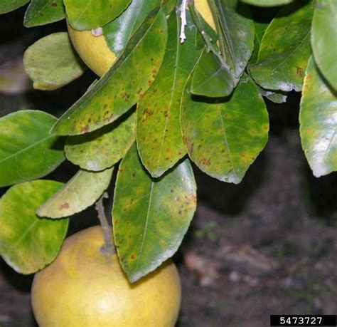 Citrus Diseases - Texas Plant Disease Handbook