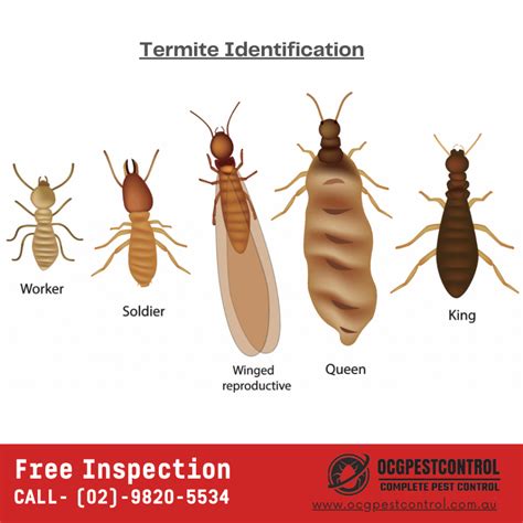 What Do Termites Look Like - Ocg Pest Control & Termite Prevention Services| FREE QUOTE | #1 ...