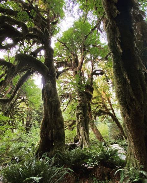 Hall of Moss | Hoh Rainforest | Olympic National Park, Washington, USA