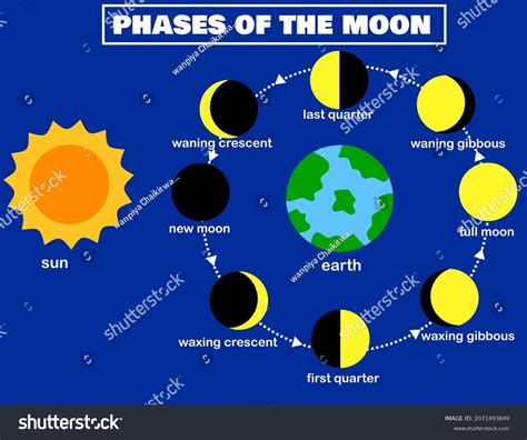 Phases Moonlunar Phaseearth Sunluna Lunar Cycle Stock Vector (Royalty ...