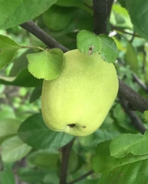 Common Quince, Cydonia versus Flowering Quince, Chaenomeles // Missouri Environment and Garden ...