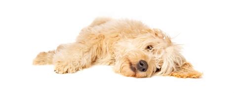 Labradoodle Growth Chart | Labradoodle Weight & Size Chart