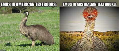 Emus to Americans vs. Emus to Australians - Imgflip