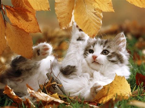 Autumn Kittens and Puppies Wallpapers - Top Free Autumn Kittens and Puppies Backgrounds ...