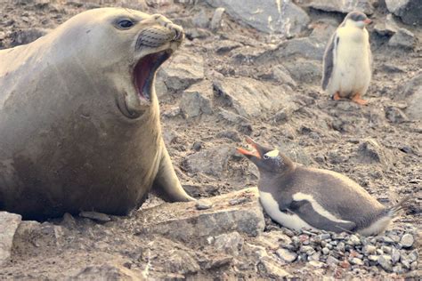 Elephant Seal encounters Gentoo Penguin on Elephant Island ...