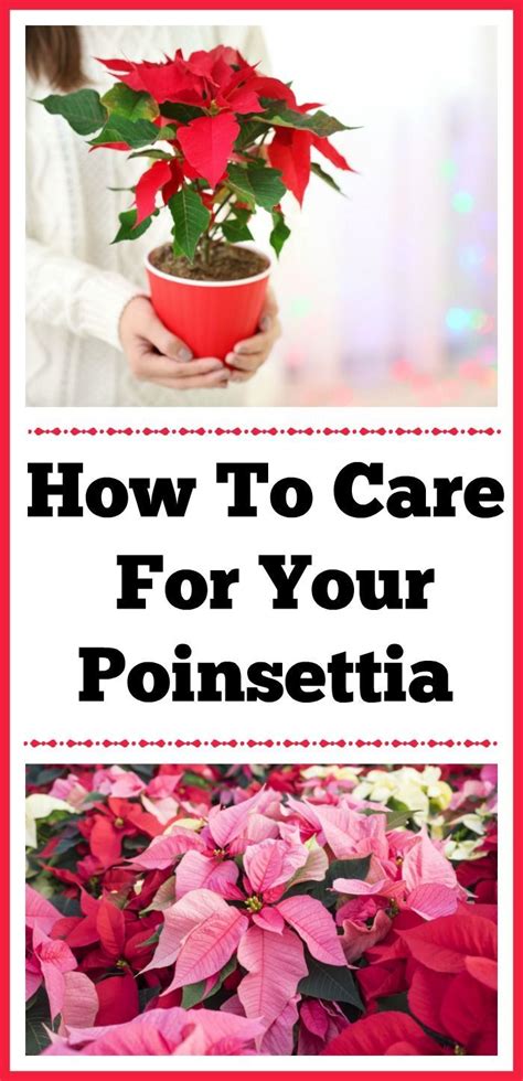 Poinsettia Care Tips | Poinsettia care, Poinsettia plant, Money tree plant