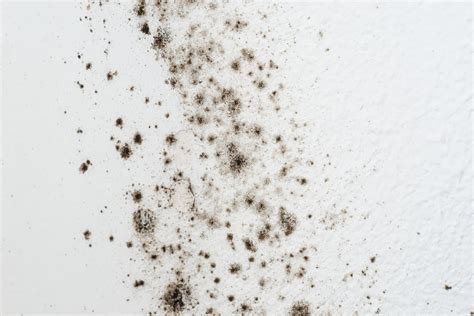 Black Mold Symptoms - How To Get Rid Of Black Mold | Apartment Therapy