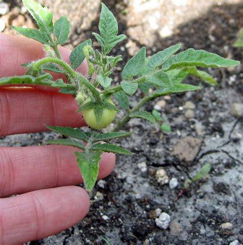 Tomato Seedling Progress Report