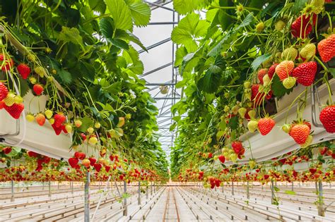 Indoor farming funding heats up | Greenbiz