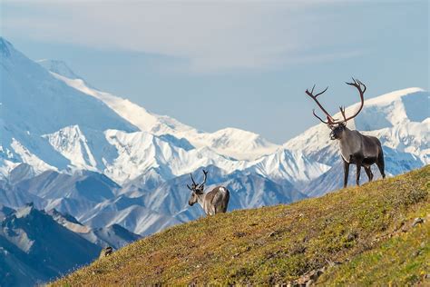 What Animals Live In Alaska? - WorldAtlas