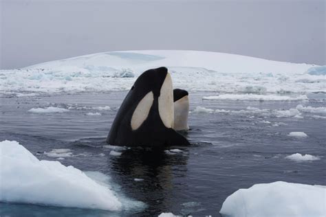 Antarctica Wildlife