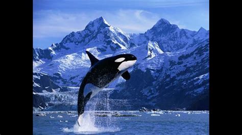 Orca Whale Wallpaper (56+ images)