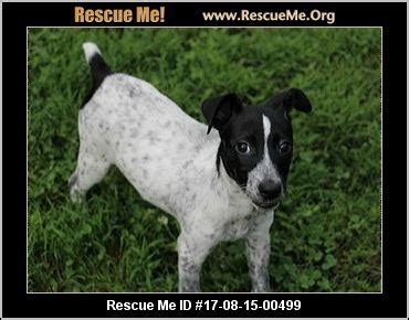 Tennessee Rat Terrier Rescue ― ADOPTIONS ― RescueMe.Org