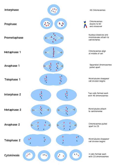 Cell Division | Meiosis | Tech Hydra