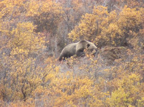 Trophy Grizzly Bear Hunting In Canada | Big Game Hunting Adventures