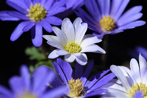 無料の写真: バルカン アネモネ, 花, 植物, アネモネ, 青, 青い花, 春の花 - Pixabayの無料画像 - 749025
