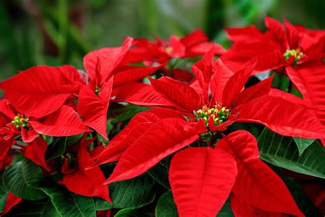 How to Make Poinsettias Last as Long as Possible