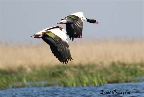 Les oiseaux migrateurs