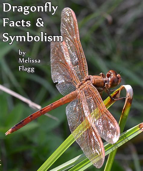 Dragonfly Facts and Symbolism | Owlcation