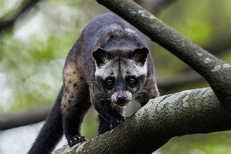 Kedondong Plum: Musang, Peliharaan Lucu nan Eksotis