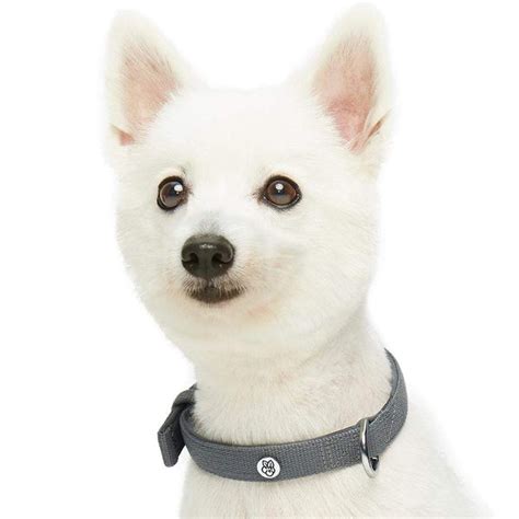 Blueberry Pet Modern Iconic Padded Dog Collar