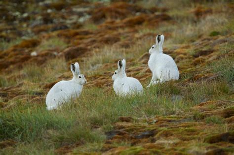 Arctic Wildlife in Greenland – from marine mammals to polar bears - [Visit Greenland!]