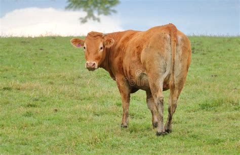 Brown jersey cow stock image. Image of farming, countryside - 14341505