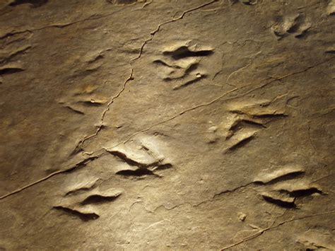 Connecticut State Fossil - Dinosaur Tracks (Eubrontes giganteus) - FossilEra.com