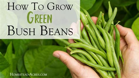 How To Grow Green Bush Beans For A Successful Harvest - Homestead Acres